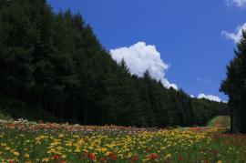 少しくらい青空と木、花畑の写真