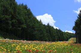 青空と木、花畑の写真
