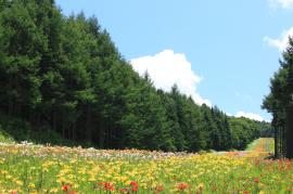 明るい青空と木、花畑の写真