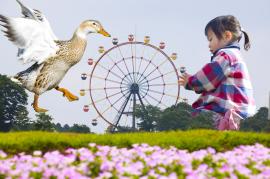 コラージュ写真