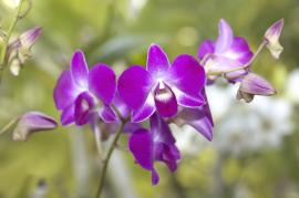 ディフューザーなしの例