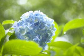花を逆光で撮影した例