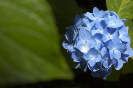 花を斜光で撮影した例