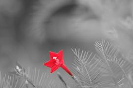 ぼかしたモノクロ背景に赤で着色された花の写真
