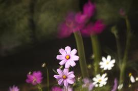 陰影がはっきりした花の写真