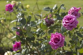 写真:花が暗く映っている日中のバラ