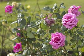 写真:鮮やかな花の色が映っている日中のバラ