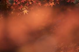 アウトフォーカスの例