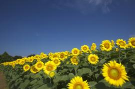 パンフォーカス