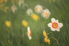 ホワイトバランス