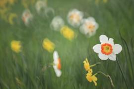 ホワイトバランス