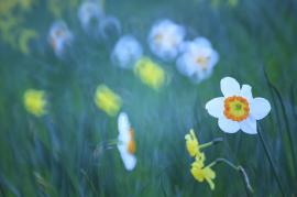 ホワイトバランス