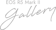 EOS R5 Marks II gallery