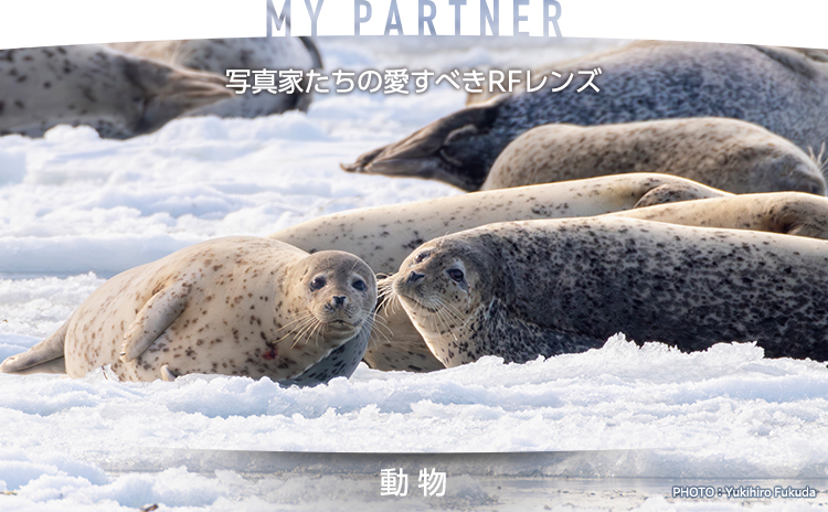 MY PARTNER 写真家たちの愛すべきRFレンズ 動物｜福田 幸弘｜個人