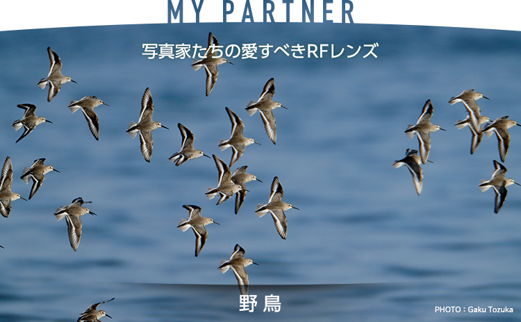 MY PARTNER 写真家たちの愛すべきRFレンズ 野鳥｜戸塚 学｜個人｜キヤノン