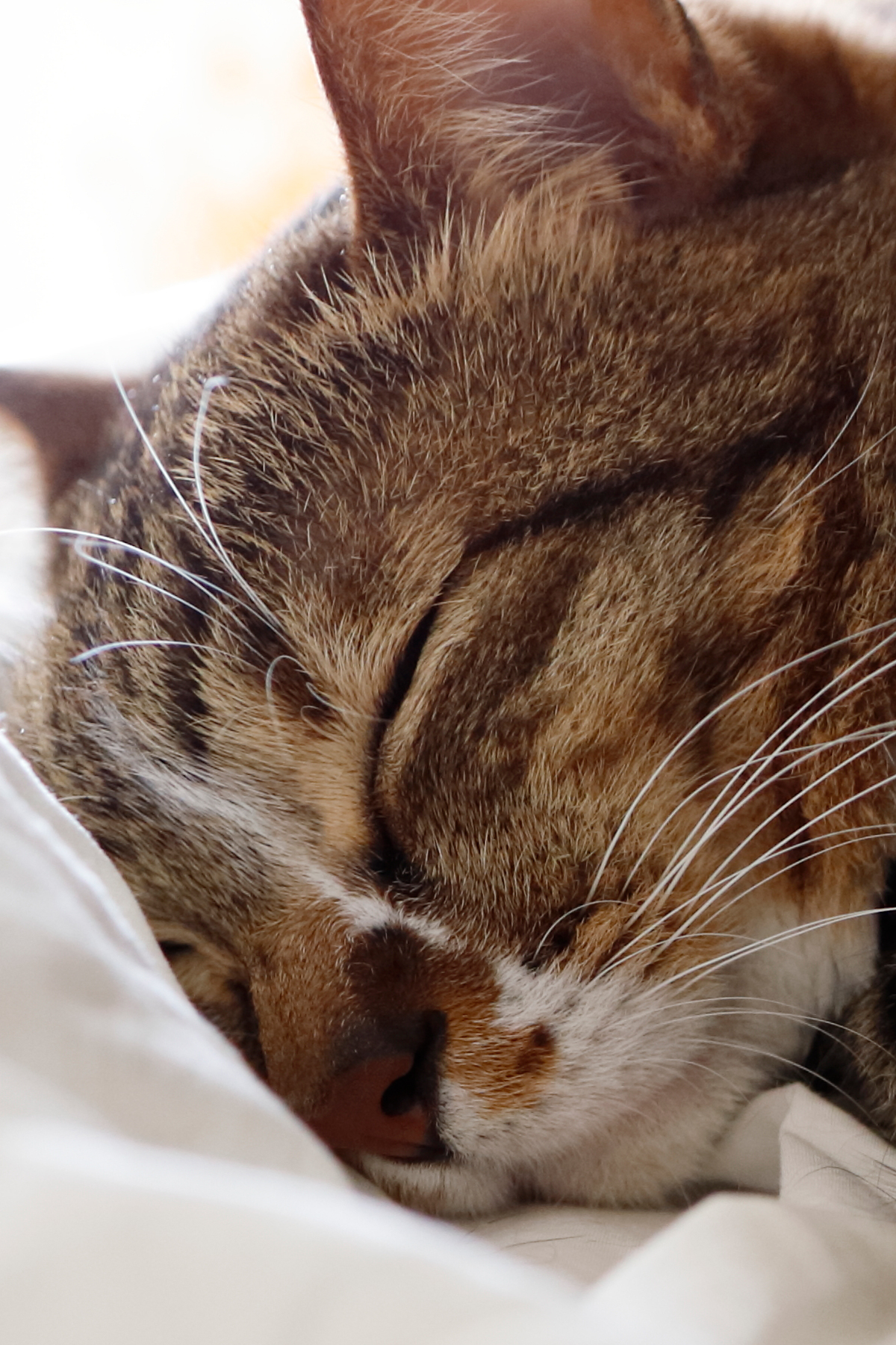 作例5 猫
