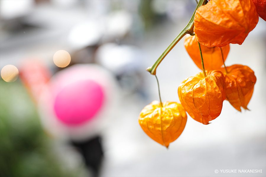 作例4 ホオズキ