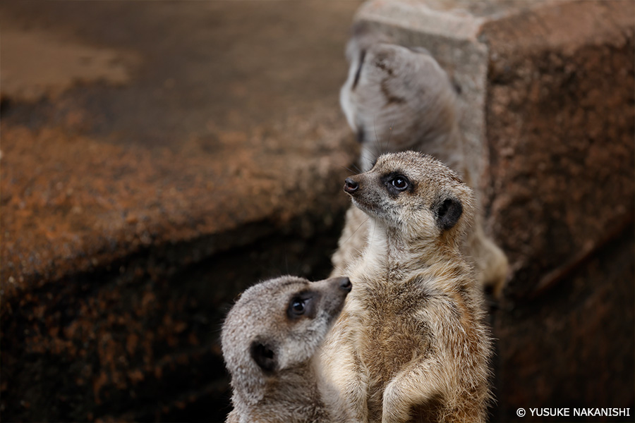 作例5 ミーアキャット