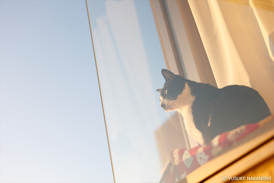 作例3 猫