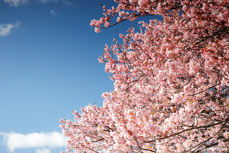 作品3 ほぼ満開の河津桜