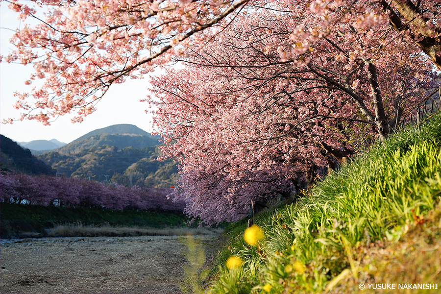 作品6 夕日に照らされた河津桜