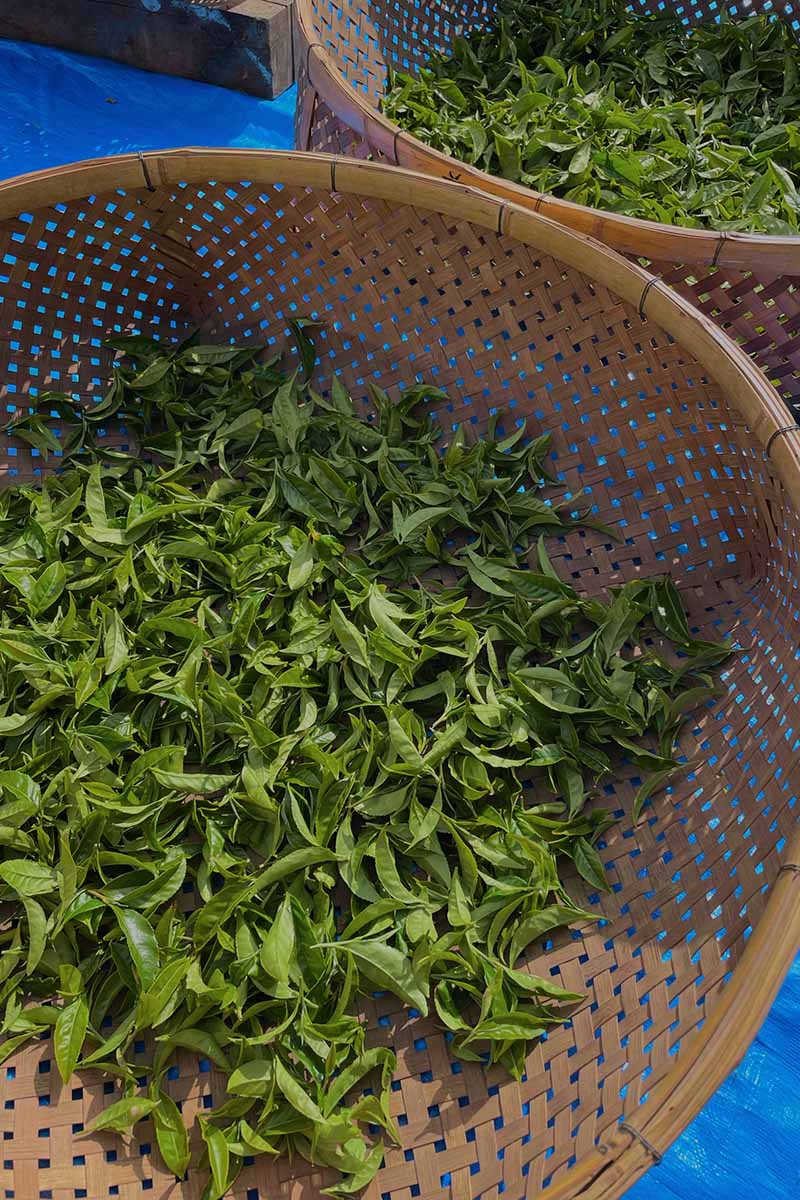 籠に入った摘みたてのお茶の葉の写真