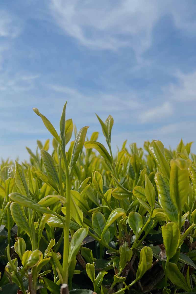 青空に映える綺麗なお茶の葉の写真