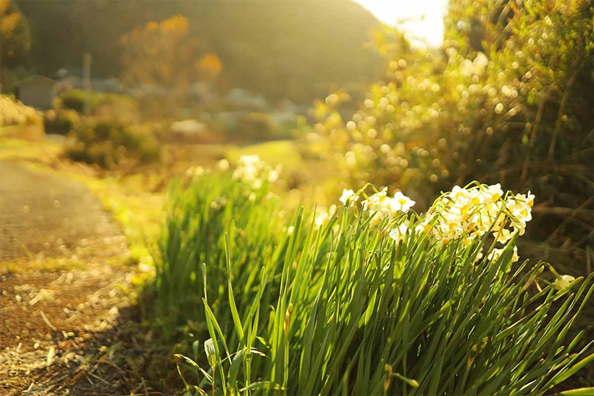 水仙の写真