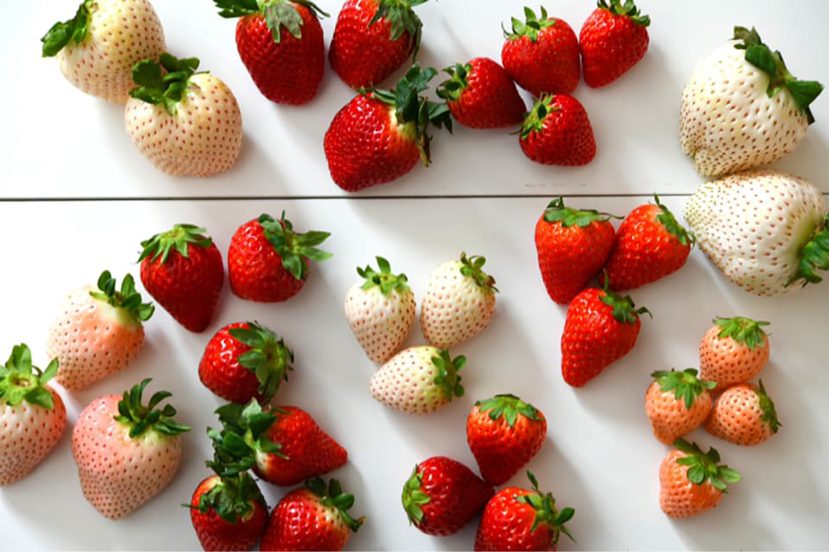 色とりどりのたくさんのいちごの写真