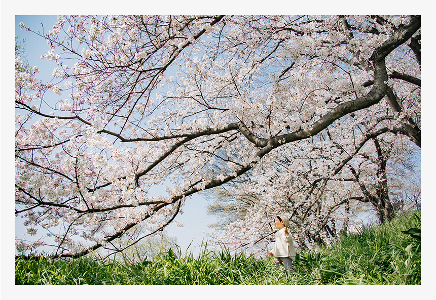 RF24-240mm F4-6.3 IS USMのワイド側24mmで撮影。頭上に広がる圧巻のソメイヨシノを見て「キャッキャッ」とうれしそうに足踏みするほど大興奮!