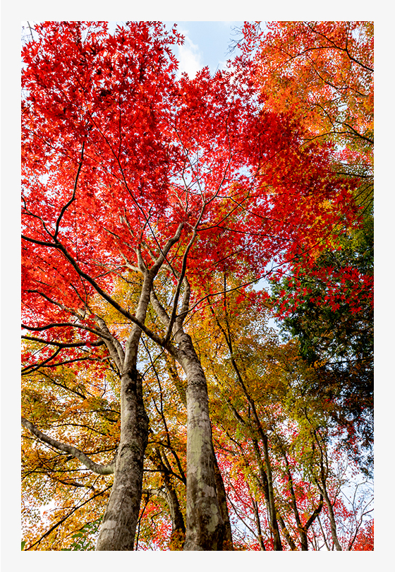 ふと見上げると美しいコントラストの紅葉が。手持ちで構えて撮りました。(F8・1/50秒・ISO320)