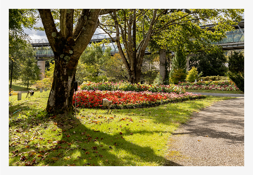 曇りの日に、一瞬の晴れ間。そんなシーンもEOS RPなら撮り逃しません。木のシルエットが印象的でした。(F11・1/100秒・ISO125)