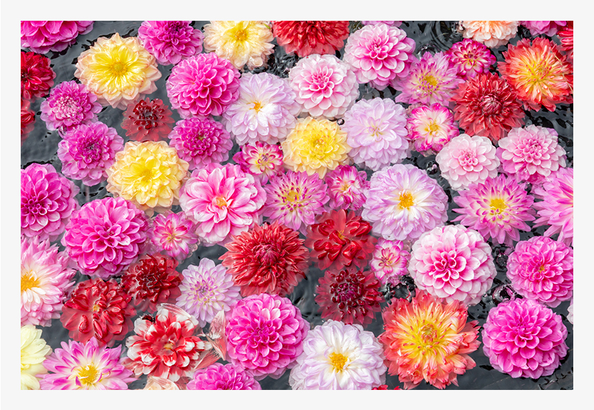 水に浮かべられたダリア。花を撮ってみると、EOS RPが写しとる鮮やかさが引き立つようです。(F11・1/250秒・ISO400)