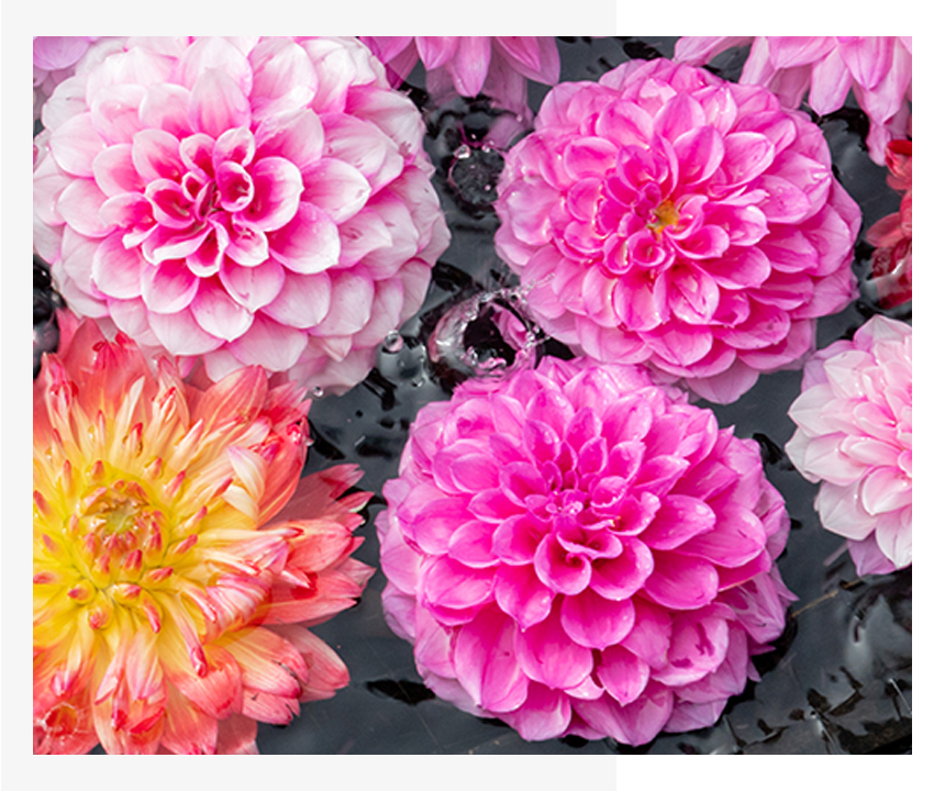 ダリアの写真を部分拡大しました。雨が降るなかでの撮影でしたが、雨粒が跳ねる瞬間まで鮮やかに美しく写っています。