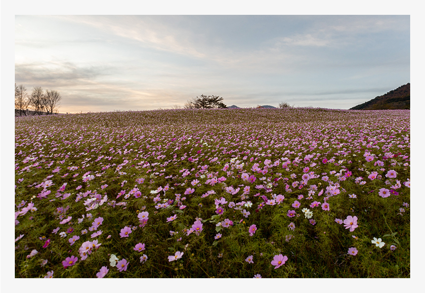 コスモス畑が画面いっぱいに広がるようにWIDE端(焦点距離:24mm)で撮影。バリアングル液晶モニターを使うことで、自分の撮りたい理想的な構図の写真に近づけることができます。(F8・1/100秒・ISO640)