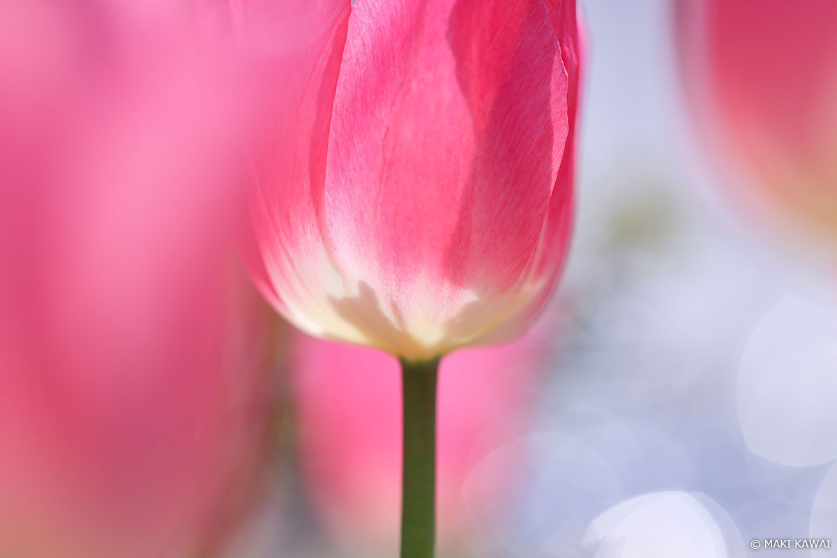 光が灯っているようなチューリップの膨らみ Copyright MAKI KAWAI
