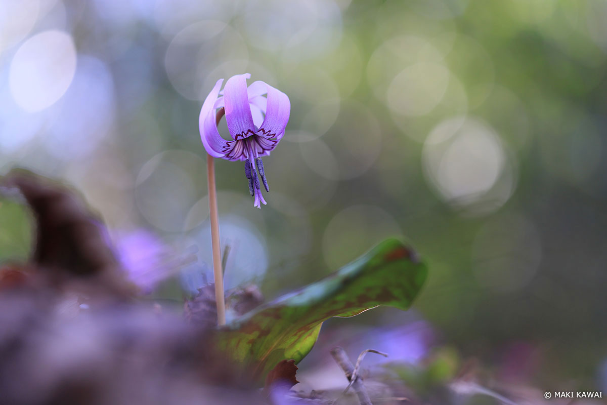 カタクリは「春の妖精（スプリング・エフェメラル）」と呼ばれる花の一つ。妖精がダンスしているようなイメージで、背景にはキラキラの丸ボケをあしらいました。　Copyright MAKI KAWAI