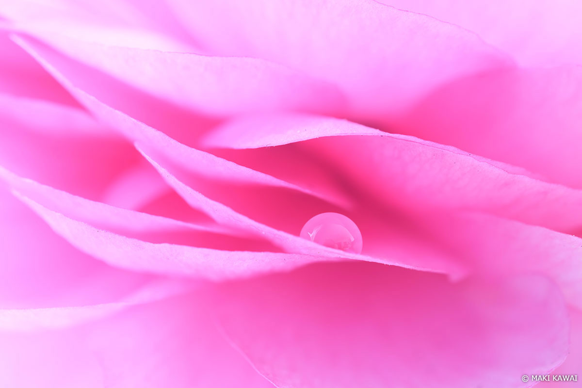 ラナンキュラスの花びらをフリルのように。 Copyright MAKI KAWAI