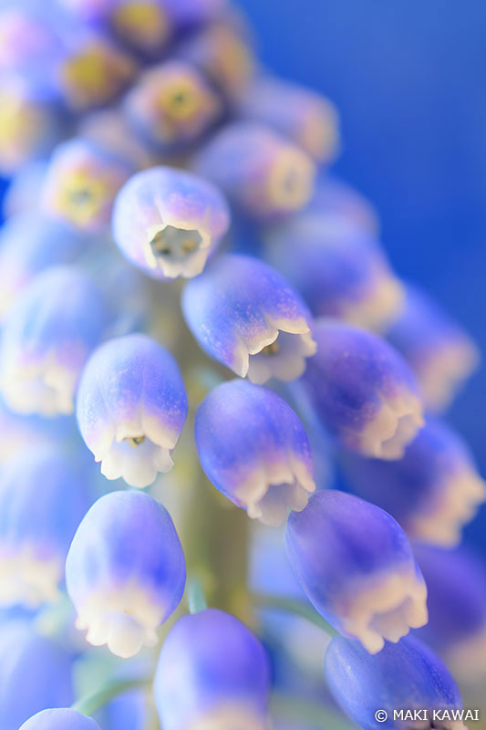 縁のフリルがかわいらしいムスカリの花 Copyright MAKI KAWAI