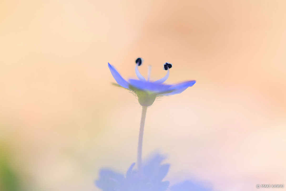 オオイヌノフグリを最短撮影距離で。 Copyright MAKI KAWAI