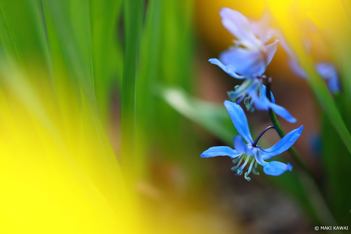 地面すれすれに咲く花をバリアングルで撮影。　Copyright MAKI KAWAI