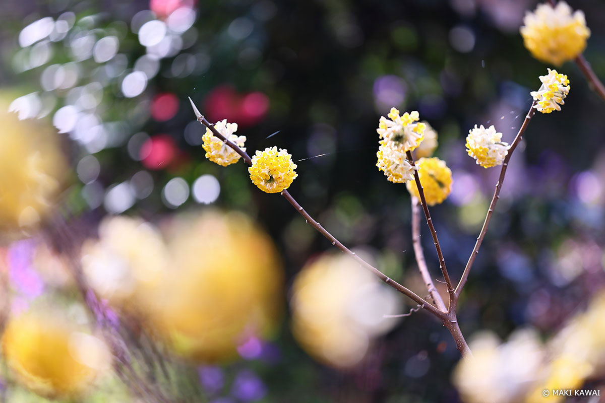 SAコントロールリングの効果を使わない通常の撮影 Copyright MAKI KAWAI