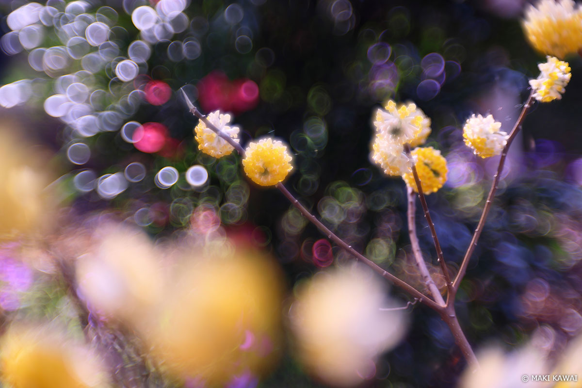 【SAコントロール:+2】フォーカス位置より後方:硬いバブルボケに。 Copyright MAKI KAWAI