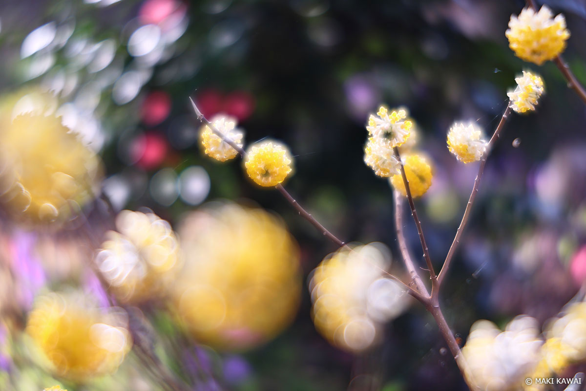 【SAコントロール:-2】フォーカス位置より後方:柔らかなグルグルボケに。 Copyright MAKI KAWAI