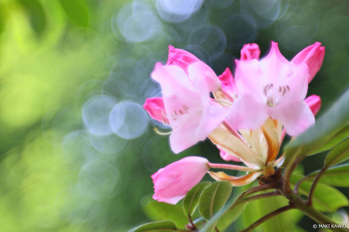ピントはシャクナゲのシベに合わせ、背景に丸ボケができる部分をフレーミング。 Copyright MAKI KAWAI