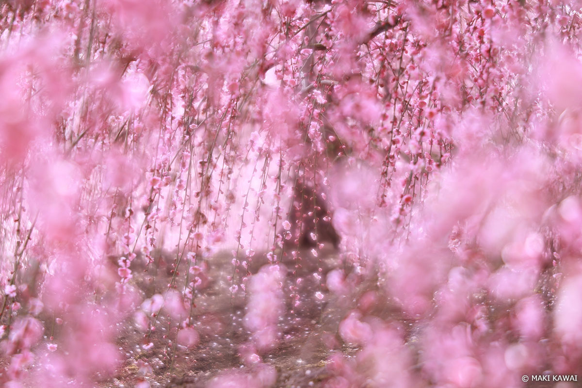 ピントはシャクナゲのシベに合わせ、背景に丸ボケができる部分をフレーミング。 Copyright MAKI KAWAI