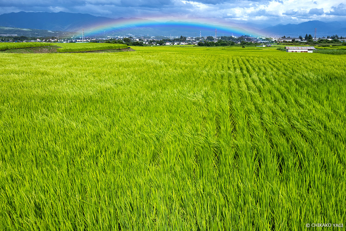 雲の隙間から太陽光が射し込み、田んぼの向こうに小さな虹を映し出していました。　Copyright CHIKAKO YAGI
