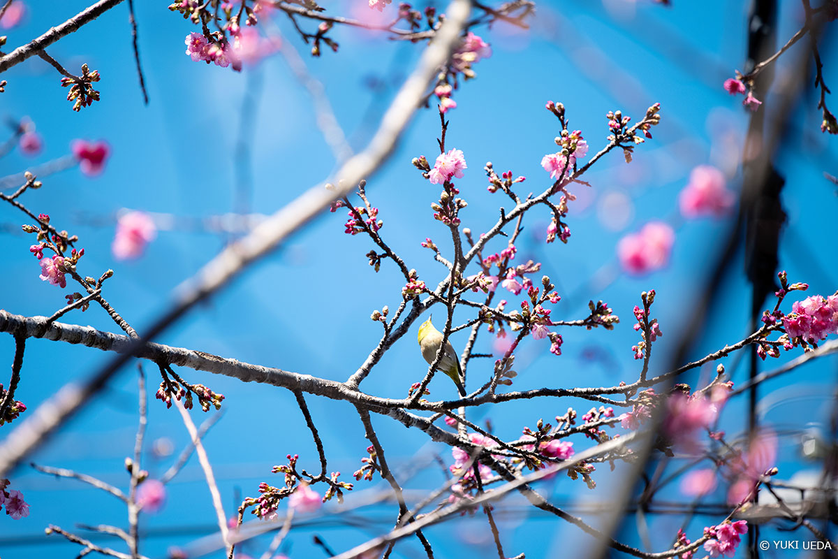 枝に止まった瞬間のメジロ、空の青と緋寒桜のピンクのコントラスト Copyright YUKI UEDA