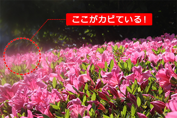 カビたレンズで撮影した写真