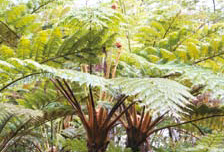 写真:キヤノンフォトクラブ奄美